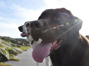 Viajar com cão - quinta rural aceita animais no Norte