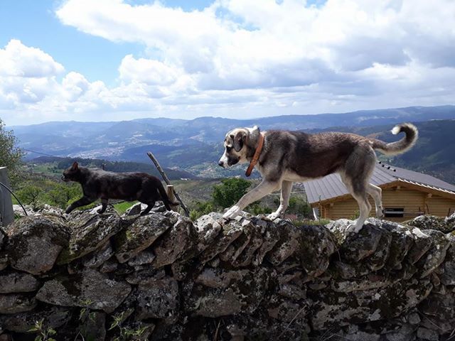 Férias com cão no Eco Lodge Cabreira bungalow glamping